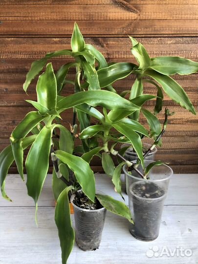 Комнатные цветы Золотой ус