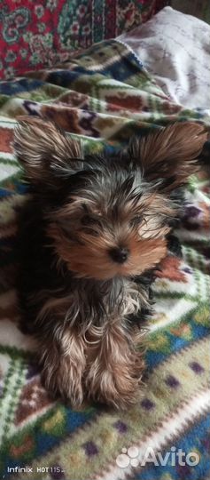 Йоркширский терьер девочка