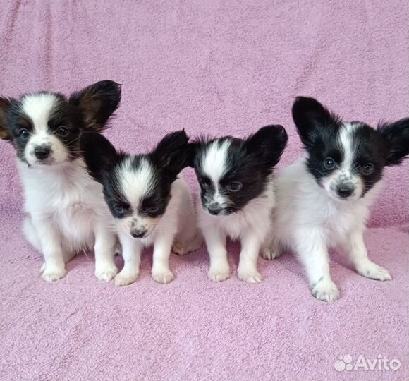 Щенки папийона