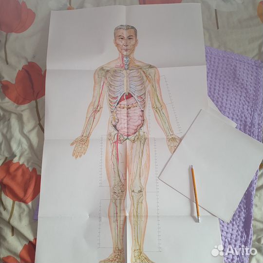 Акупунктура и меридианы. Пособие с картами и книг