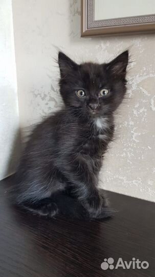 Котята ищут дом