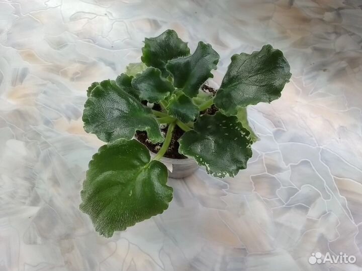 Детки сортовых фиалок