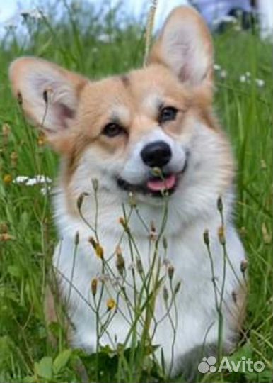 Вельш-корги Пемброк щенки