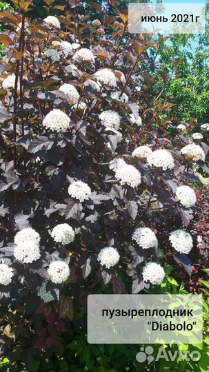 Пузыреплодник, 3-летние саженцы