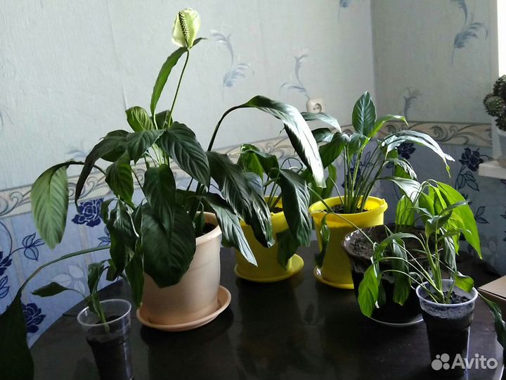 Панданус,китайская роза,аглонема Трейба,спац