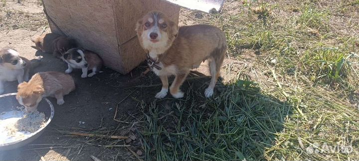 Маленькая собака (щенок) в добрые руки, бесплатно