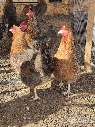 Билефельдер- Цыплята, яйцо инкубационное