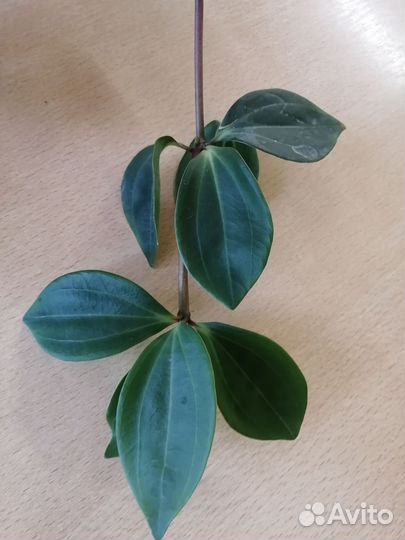 Пеперомия Перескиелистная