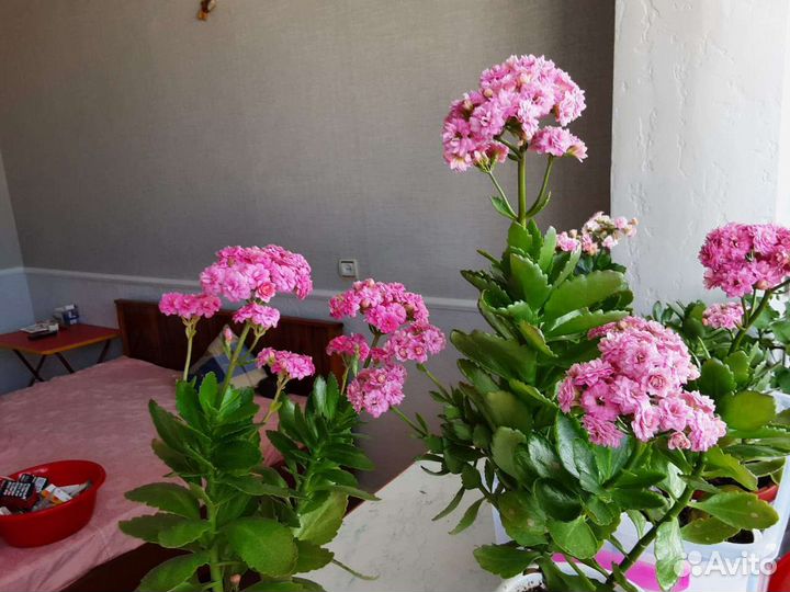 Каланхое розовый