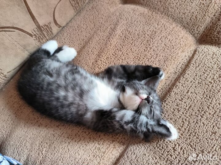 Котёнок 1,5 месяца