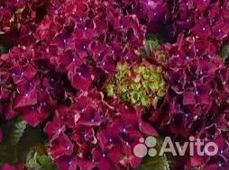 Гортензия Хот Ред Пурпл, цветущая