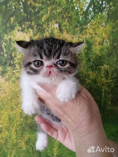 Котята Экзоты