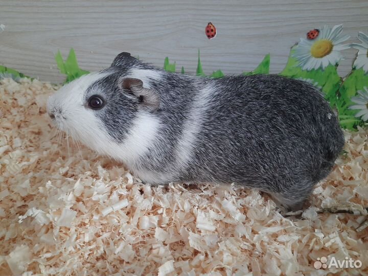 Морская свинка