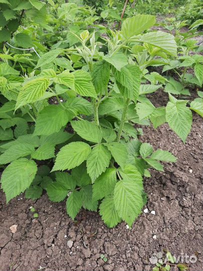 Ремонтантная малина полка