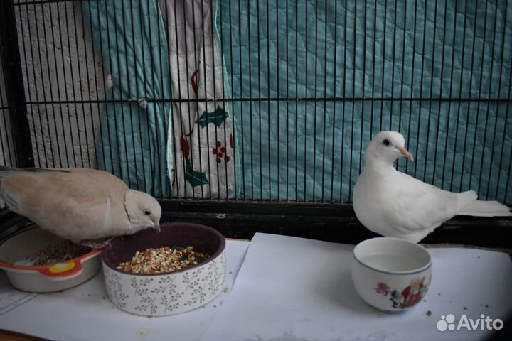 Смеющаяся горлица парочка с клеткой