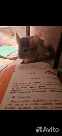 Шиншиллы