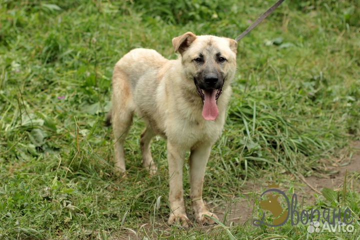 Замечательный пес Грей