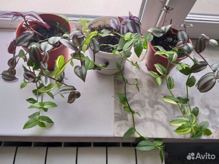 Традесканции