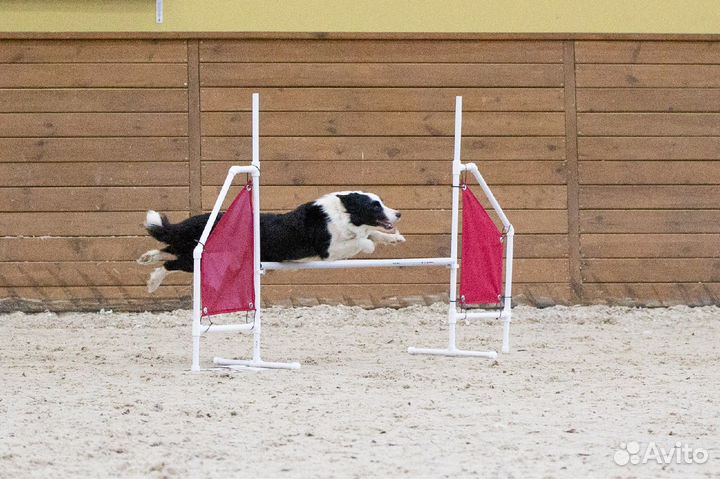 Кинолог, Дрессировка собак