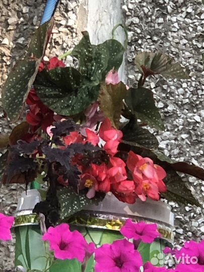 Комнатные растения