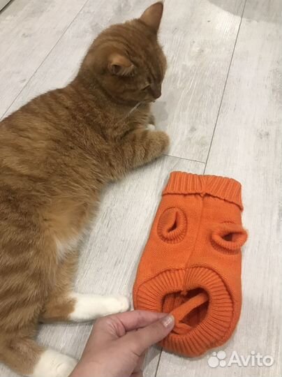 Свитер для маленькой собаки/кошки