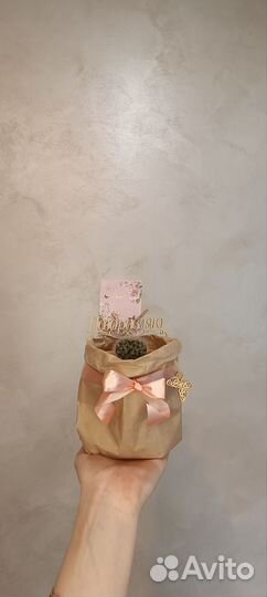 Кактусы в ассортименте