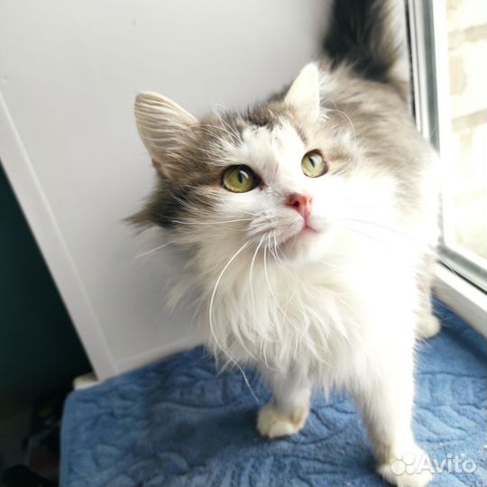 Котик в добрые руки