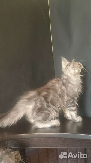 Котик Мейн-кун