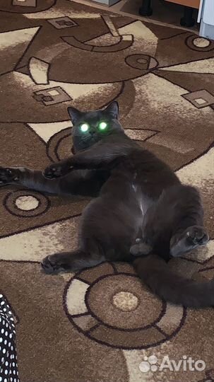 Вязка британских котов