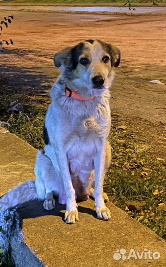 Собака Люся в добрые руки