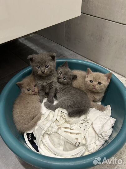 Шотландские котята