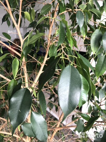 Фикус бенджамина большой
