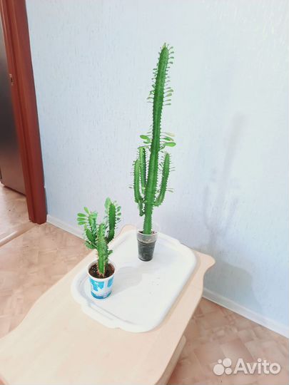 Кактус молочай трехгранный