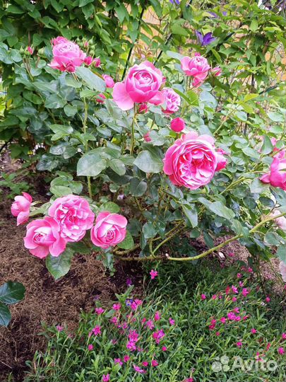 Роза Леонардо да Винчи