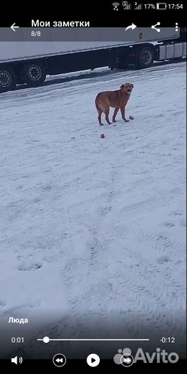 Собака в добрые руки