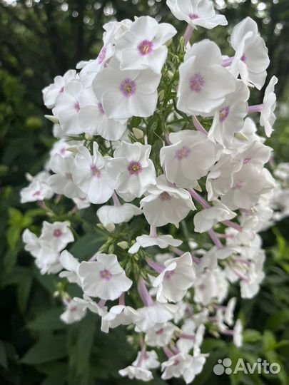 Флоксы разноцветные кустом