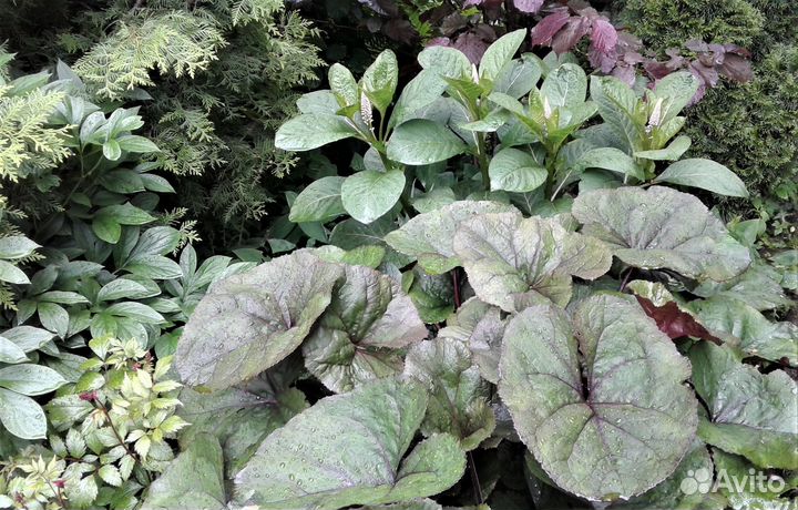 Многолетники Лаконос и другие