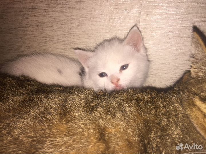 Очаровательные кошечки