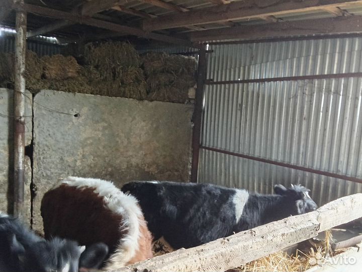 Продажа телок