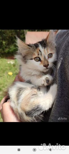 Кошка в дар бесплатно