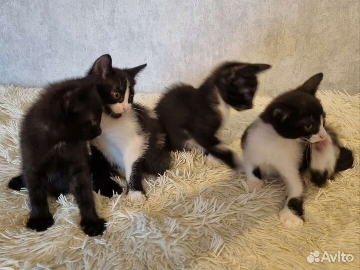 Котята в добрые руки