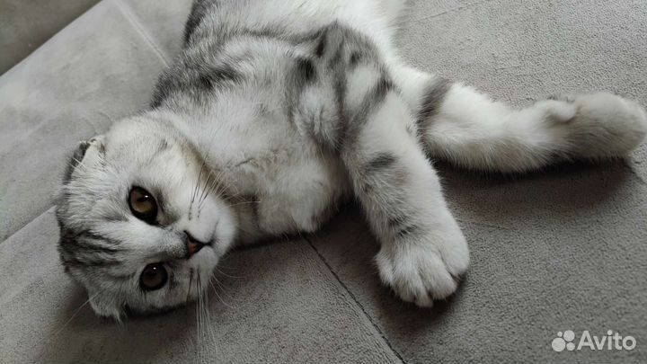 Шотландский вислоухий котёнок