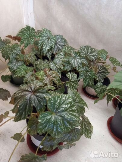 Цветы комнатные