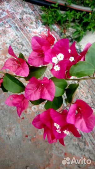 Бугенвиллия