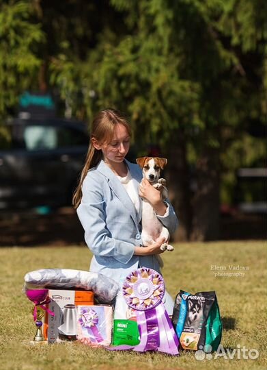 Кинолог. Инструктор по вязке. Хендлер