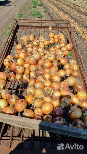 Лук оптом