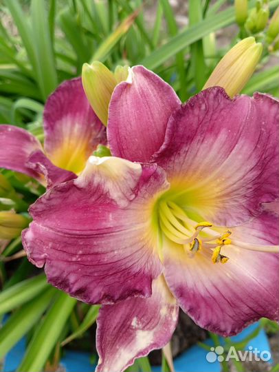 Лилейники, лилии