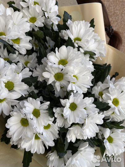 Цветы ромашки