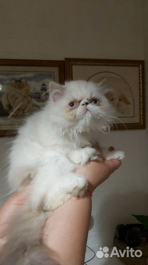 Персидская кошечка