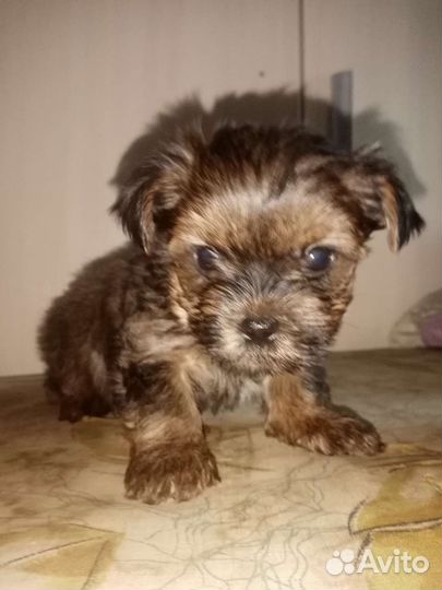 Йоркширский терьер мини